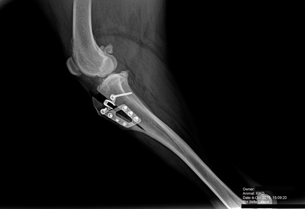 Radiografia de kiko en el momento de la operación
