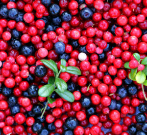 Frutos rojos ricos en antioxidantes